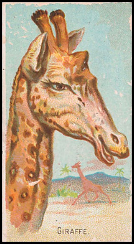 E29 15 Giraffe.jpg